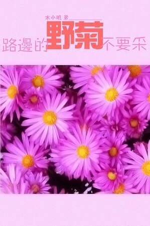 《路边的野菊不要采》