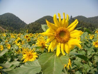 《初顏》