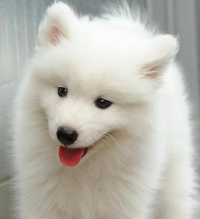 《(犬夜叉同人)殺生丸,還記得你我青梅竹馬的情誼麼?》